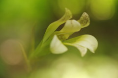 晩夏　ウバユリ