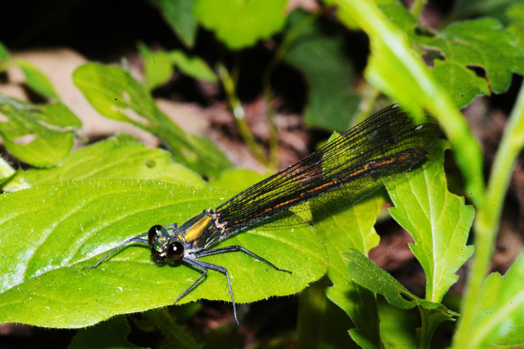 仲夏　イトトンボ　