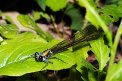 仲夏　イトトンボ　