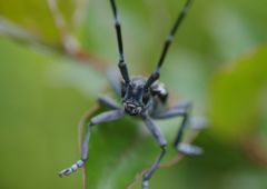 路傍　ゴマダラカミキリ
