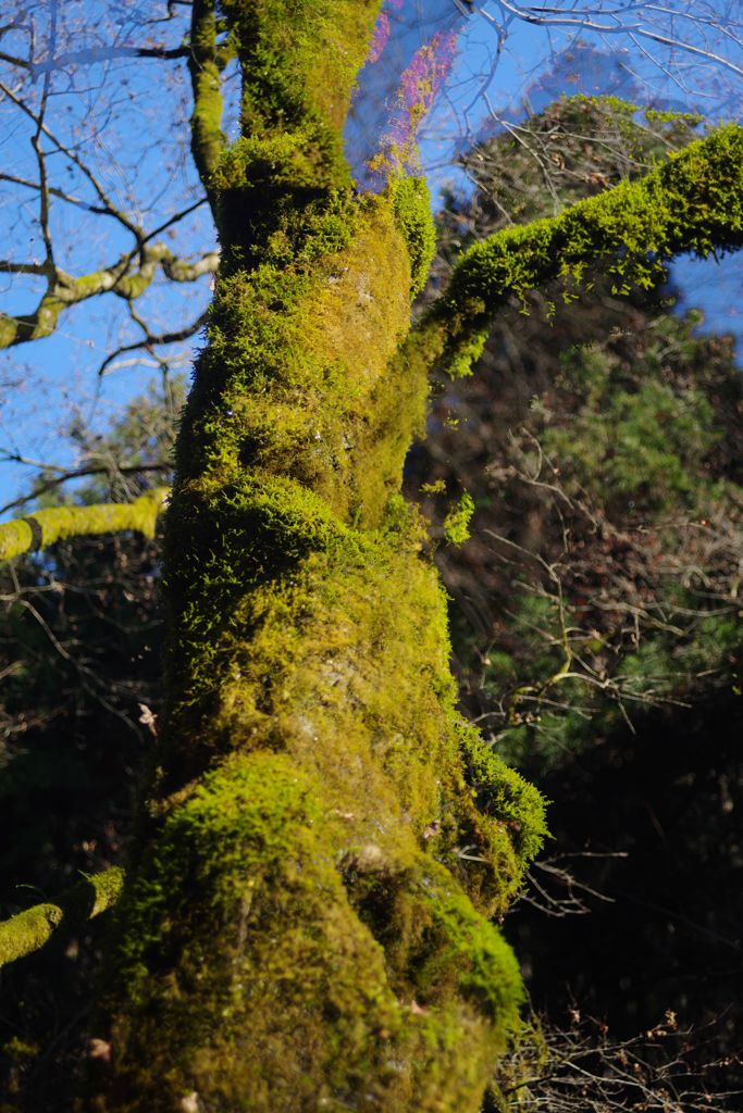 寒冷　苔むした木