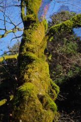 寒冷　苔むした木