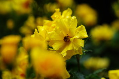 向暑　薔薇　Ⅱ