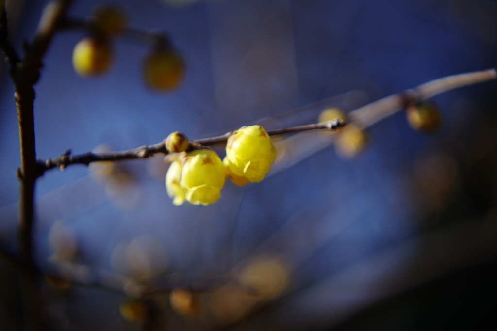 OLD LENS  蝋梅