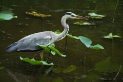 青楓　獲物を狙うアオサギ