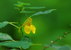 初秋　キツリフネソウ