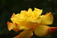 春の息吹　薔薇　Ⅱ