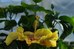 初春　ハイビスカス　Ⅱ