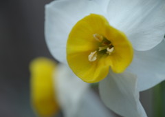 初春　水仙　Ⅱ