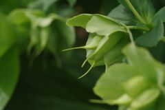 晩春　クリスマースローズの種