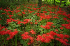初秋　彼岸花