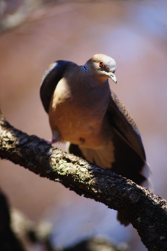 梅の枝に鳩