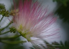 初夏　ネムノキ