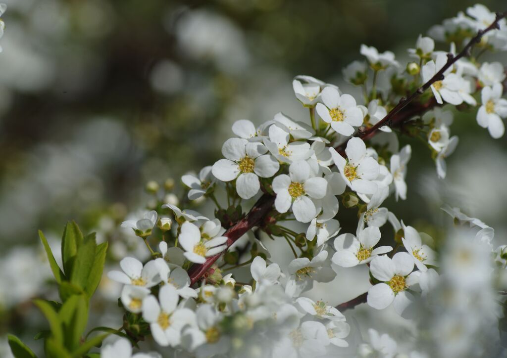 ゆきやなぎ　Ⅱ