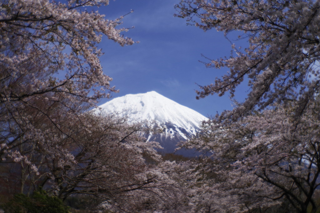 春色　桜