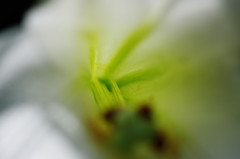 夏を探して　高砂ユリ