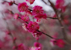 春暖　紅梅