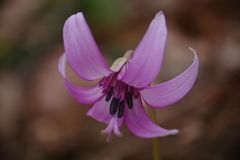 春風　カタクリ