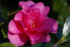 冬を探して　山茶花