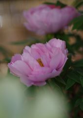 初春　冬牡丹　Ⅱ