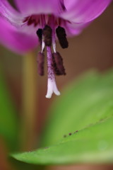 春を探して　カタクリ　完