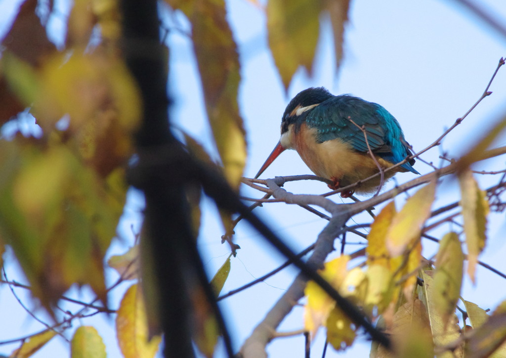 野鳥を探して  カワセミ