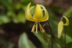 花春　キバナカタクリ