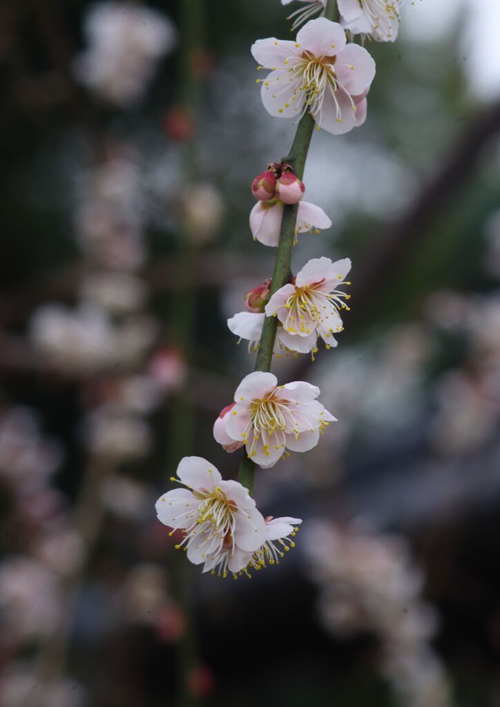 燐春　しだれ梅