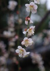 燐春　しだれ梅