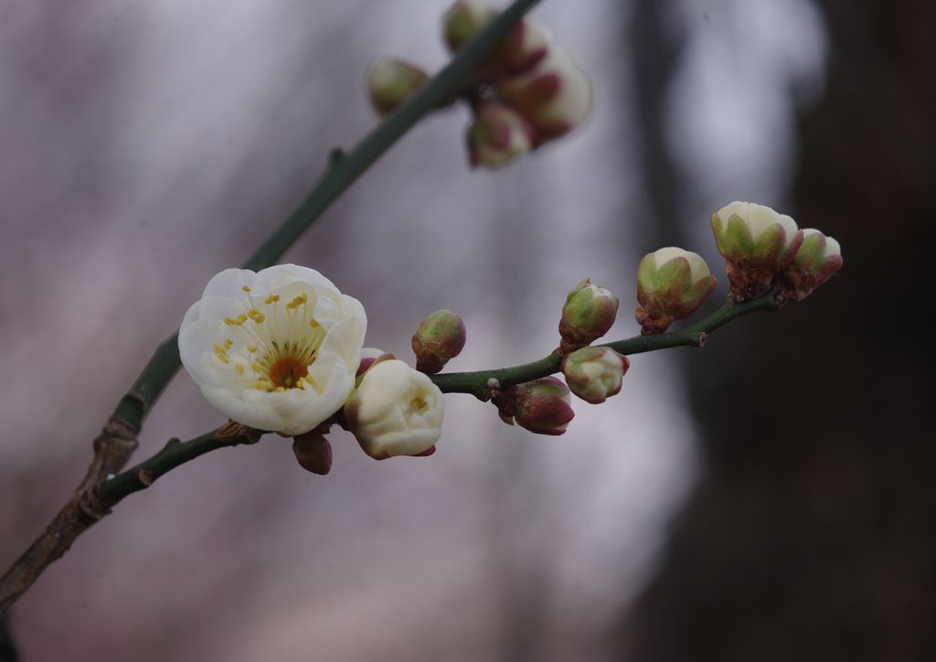 初春　白梅