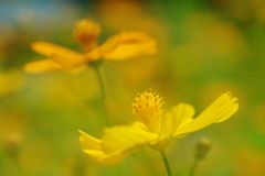 晩夏　コスモス