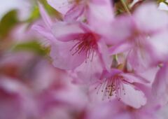 仲春　サクラ　Ⅱ