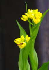 春爛漫　キンラン　Ⅲ