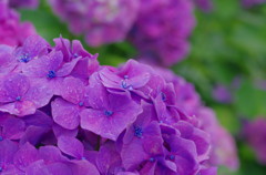 アジサイ祭り　アジサイ　