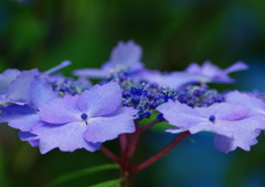 アジサイ祭り　Ⅴ