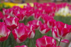 春色　チューリップ
