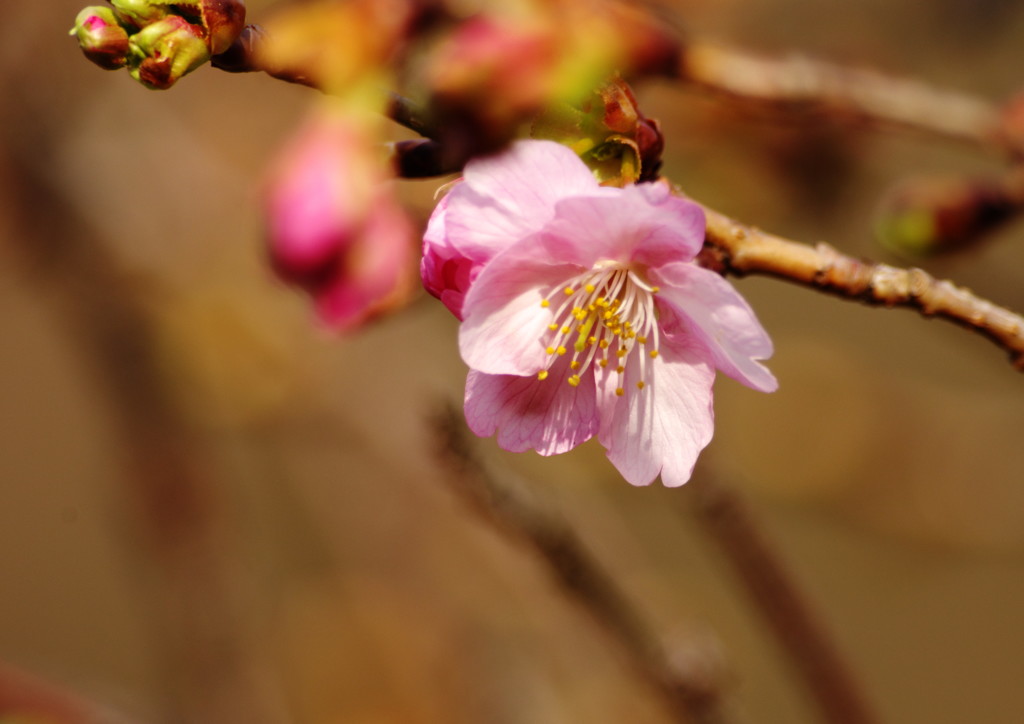 春を探して　河津桜