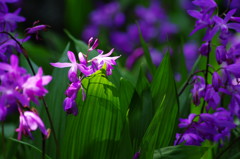 春爛漫　シラン