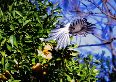野鳥を探して　オナガ　Ⅱ