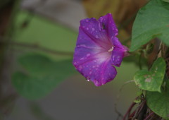 OLD LENS  あさがお