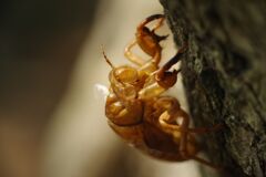 季夏　蝉のヌケガラ