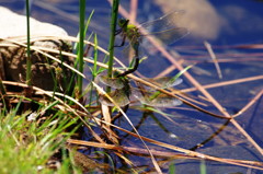 虫達を追って　ギンヤンマ