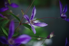 初秋　クレマチス