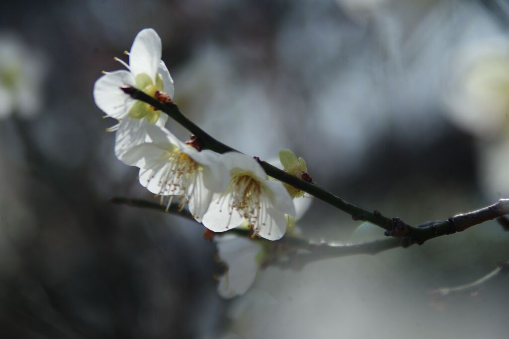 花春　白梅