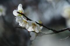 花春　白梅