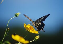 万来　アゲハチョウ