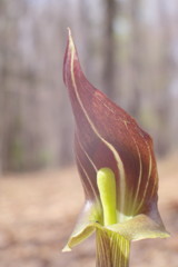 OLDLENS  マムシグサ　Ⅱ