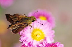 秋を探して　セセリチョウ