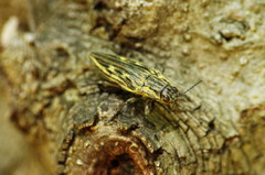 虫達を追って　ウバタマムシ