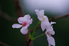 秋を探して　十月桜　Ⅱ